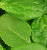 spinach